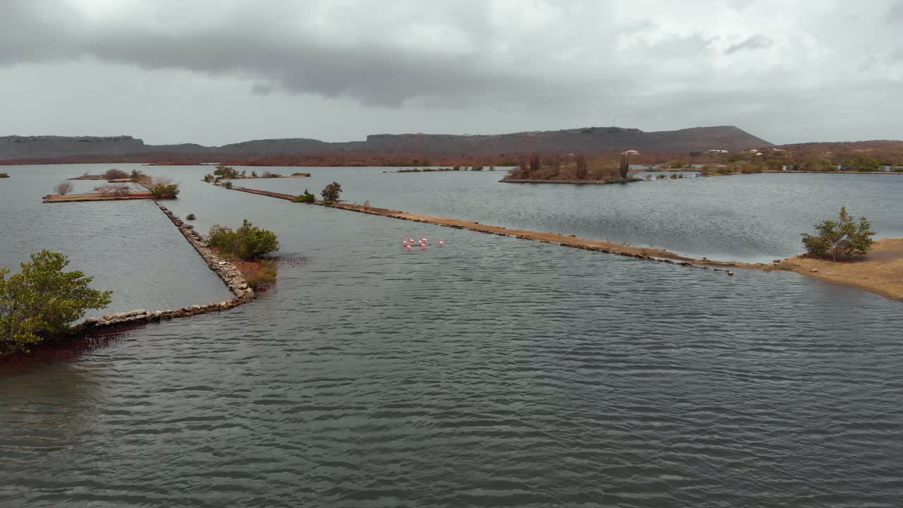 플라밍고는 가족 phoenicopteridae에서 섭금류의 일종입니다