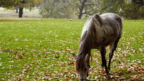 Grey-horse-peacefully-eating-in-a-rusty,-rainy-landscape