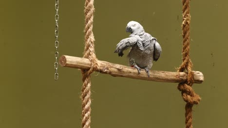 grey parrot on a rope ladder