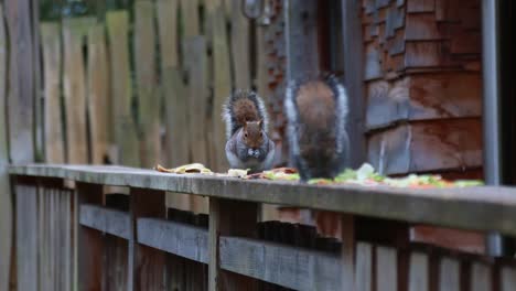 een close-up van twee eekhoorns die wat overgebleven voedsel samen eten-1