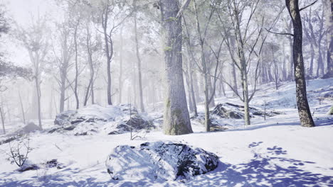 winter landscape with snow covered trees and rocks in a tranquil forest