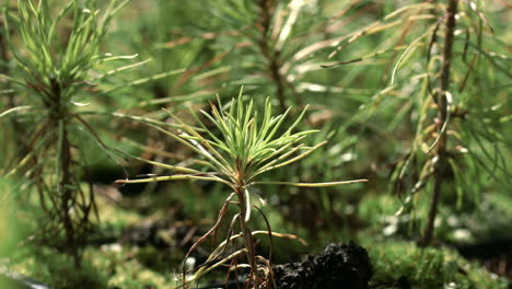 seedlings of pine grown from seeds. plant growing. young sprouts of pine