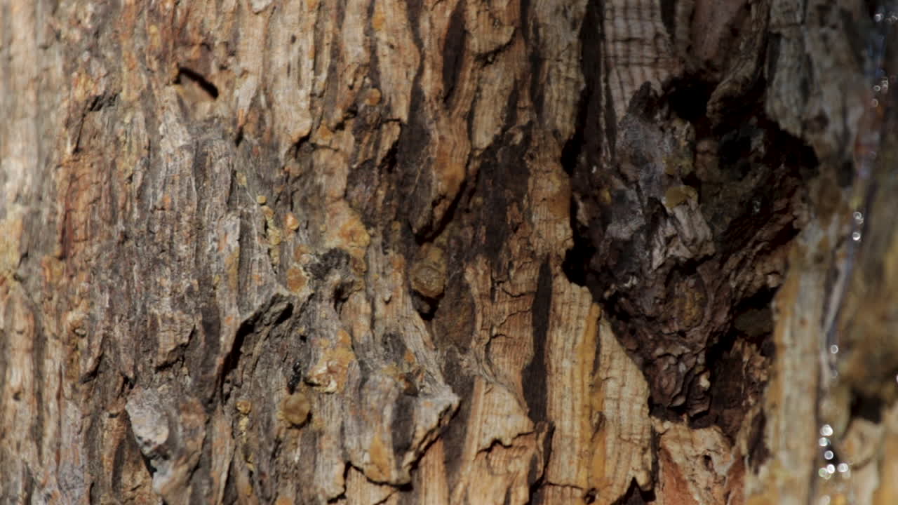 Close Up Shot Black Ant Walking All Over Brown Bark On Tree Trunk In Park In Summer