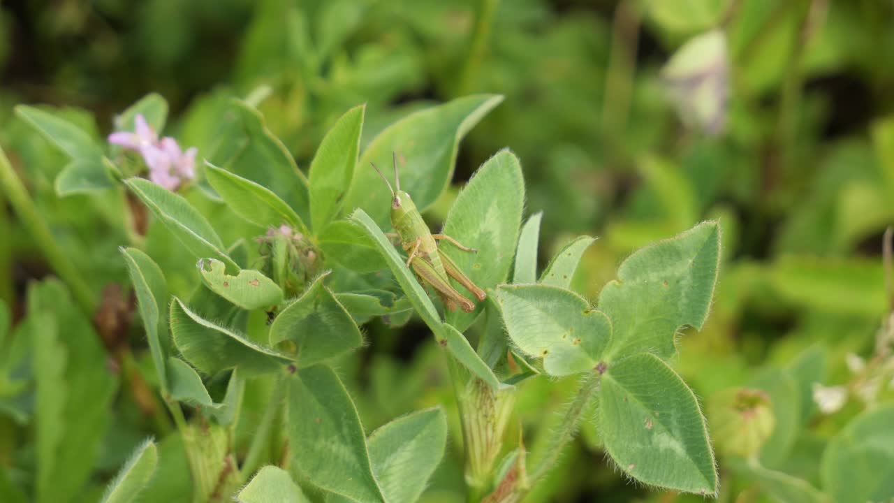 un pequeño saltamontes verde sentado en algunas hojas en un prado