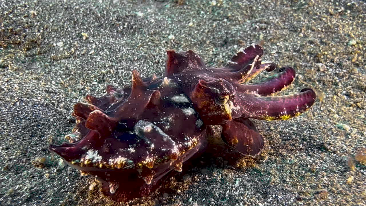 Flamboyant cuttlefish changing color and skin structure | Premium Stock ...