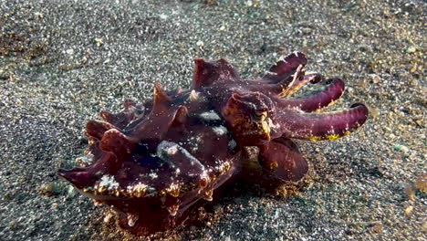 flamboyant cuttlefish changing color and skin structure