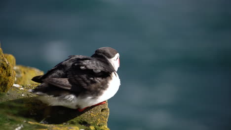 wild atlantic puffin seabird in the auk family in iceland.