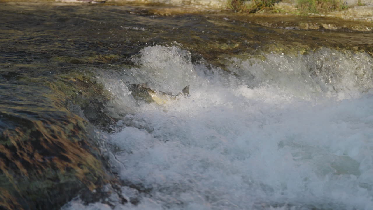 Salmon leap in slow motion at Ontario's Ganaraska River, nature's struggle