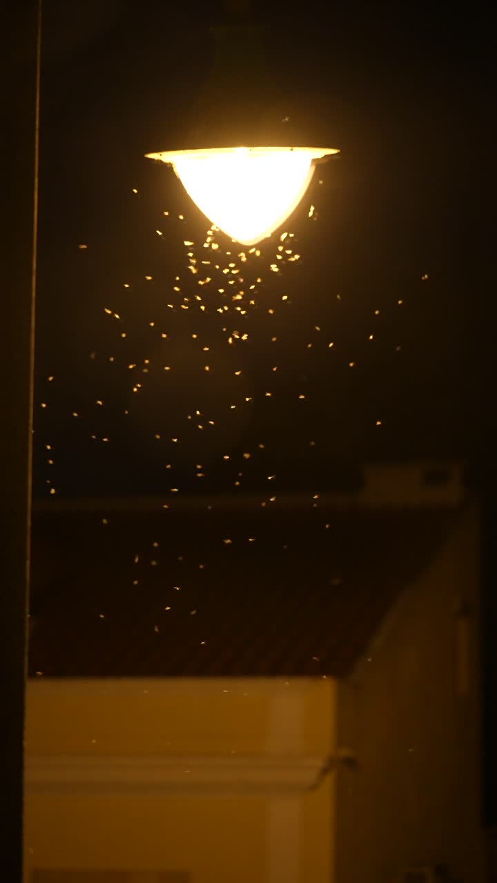 Insects swarming around a bright street lamp at night
