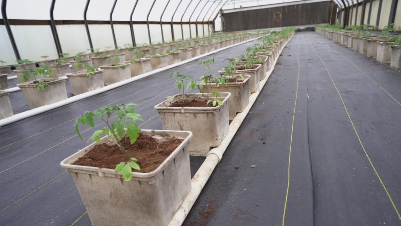 Young tomato plants recently transplanted into buckets in a greenhouse.