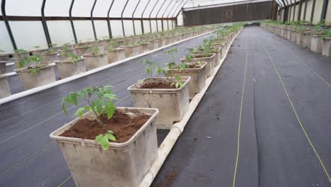 young tomato plants recently transplanted into buckets in a greenhouse.
