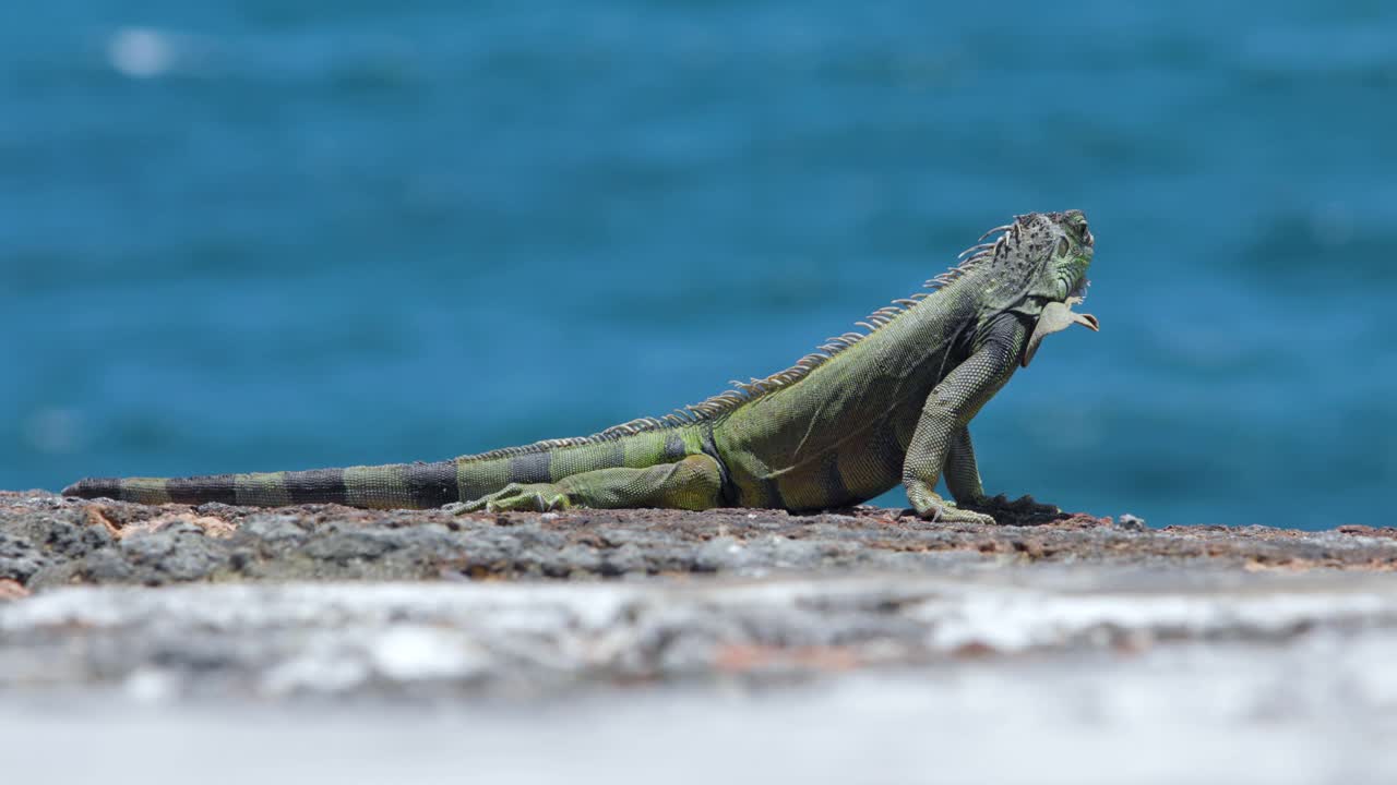 ⁇ 은 날씨 에 바위 에 서 있는 이구아나 도마 ⁇  과 그 뒤 에 있는 바다 물결 - 4k dci
