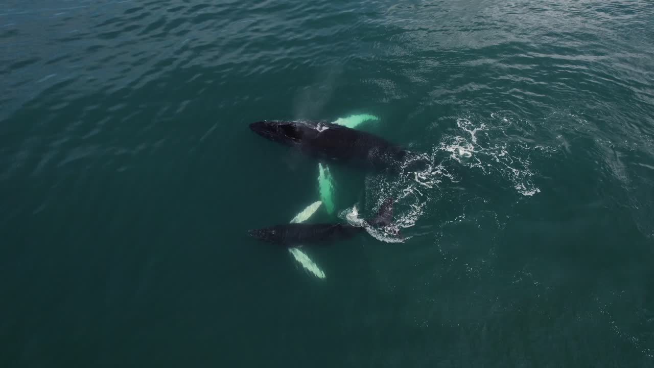 madre y bebé de ballena nadando juntos costa rica