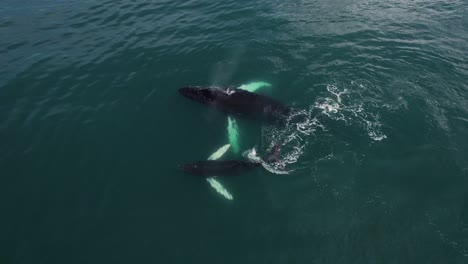 madre y bebé de ballena nadando juntos costa rica