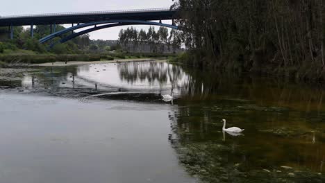 Ruhige-Flussszene-Mit-Zwei-Schwänen,-Brücke-Autovía-De-Cantabria-Im-Hintergrund