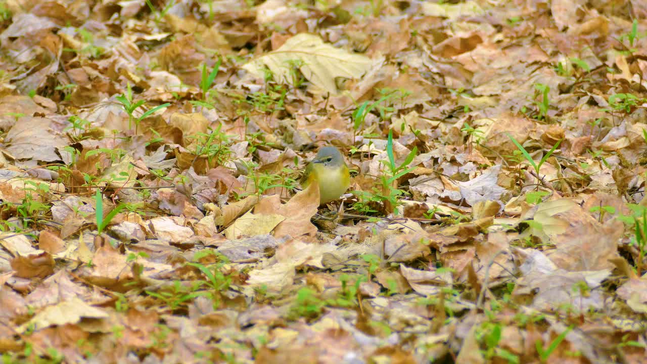 A small female American redstart bird walks on ground covered with dry autumn leaves in Ottawa, Ontario, Canada.
