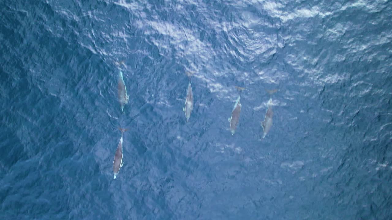 Aerial top-down tracking shot of common dolphins in stunning azure ocean, Azores