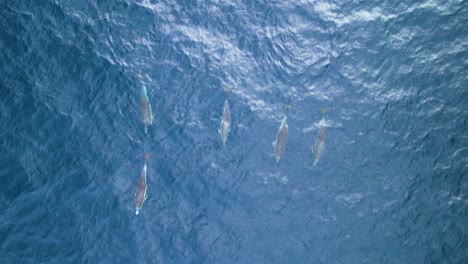 fotografía aérea de arriba hacia abajo de los delfines comunes en el impresionante océano azul, azores