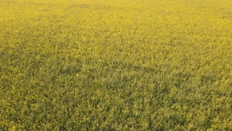 Vista-Aérea-De-Un-Exuberante-Campo-De-Canola-Amarillo-Dorado-En-El-Sur-De-Munich-En-Alemania