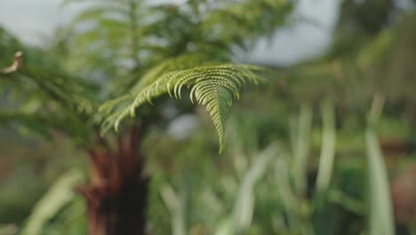 Sunlight-falling-on-fern-leaves-new-zealand