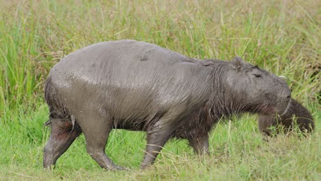 Erwachsener-Capybara,-Der-Mit-Schlamm-Bedeckt-Ist-Und-Im-Sumpflandlebensraum-Spazieren-Geht