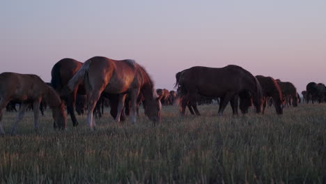 caballos salvajes al amanecer o al atardecer