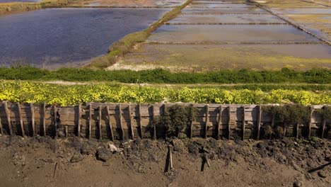 4K-oxalis-pes-caprae-blossoms-growing-in-the-longitudinal-wood-protections-for-the-tides-in-Ria-de-Aveiro,-60fps