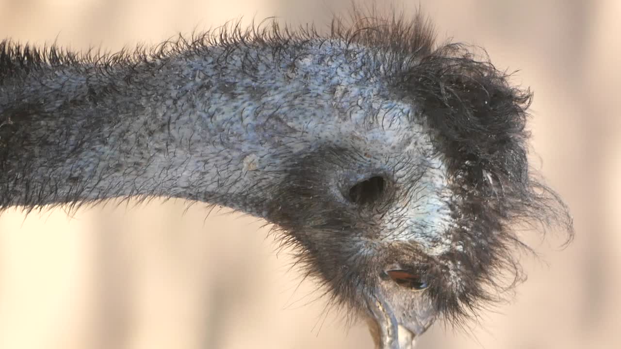 Emu Head Closeup