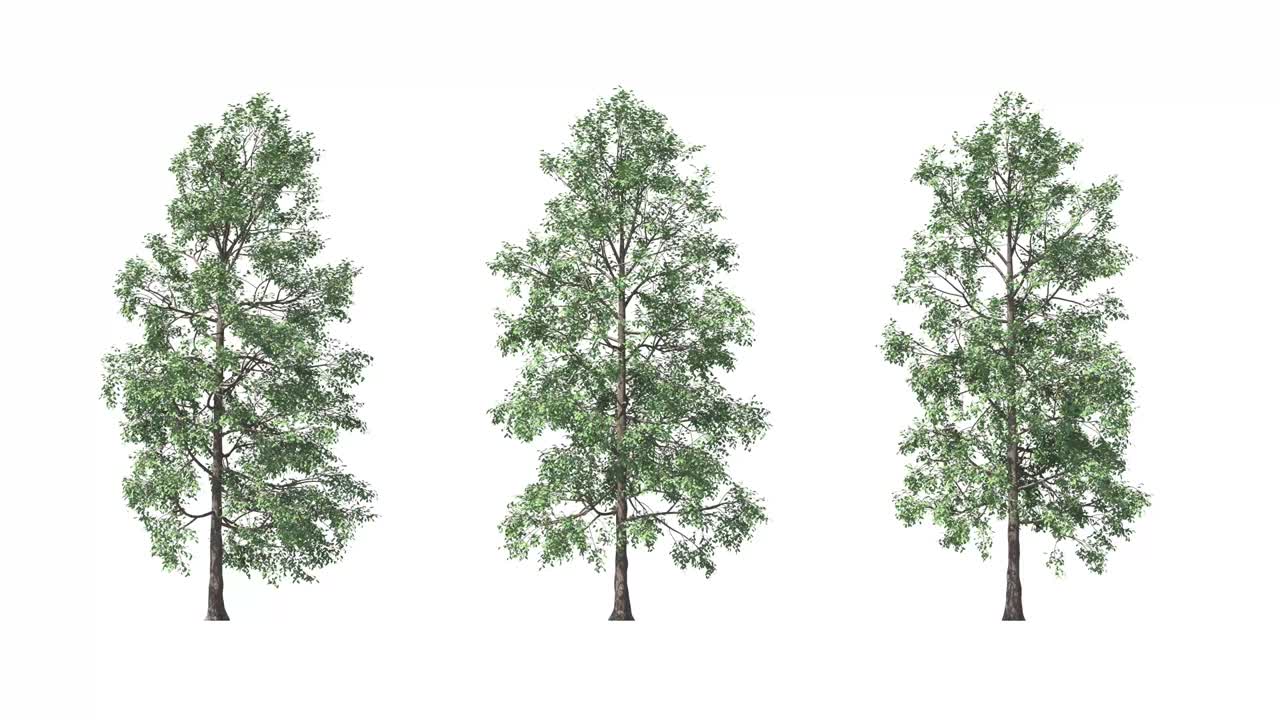 Tree on a white background with matte alpha