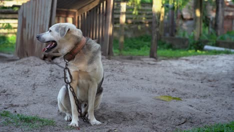 Dog-on-leash-sitting-in-backyard-during-sunny-day