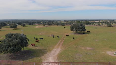 Encina-Y-Toros-En-Una-Granja,-Brotes-De-Drones