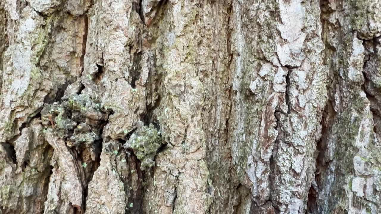 Close-up of the rough bark of an old tree