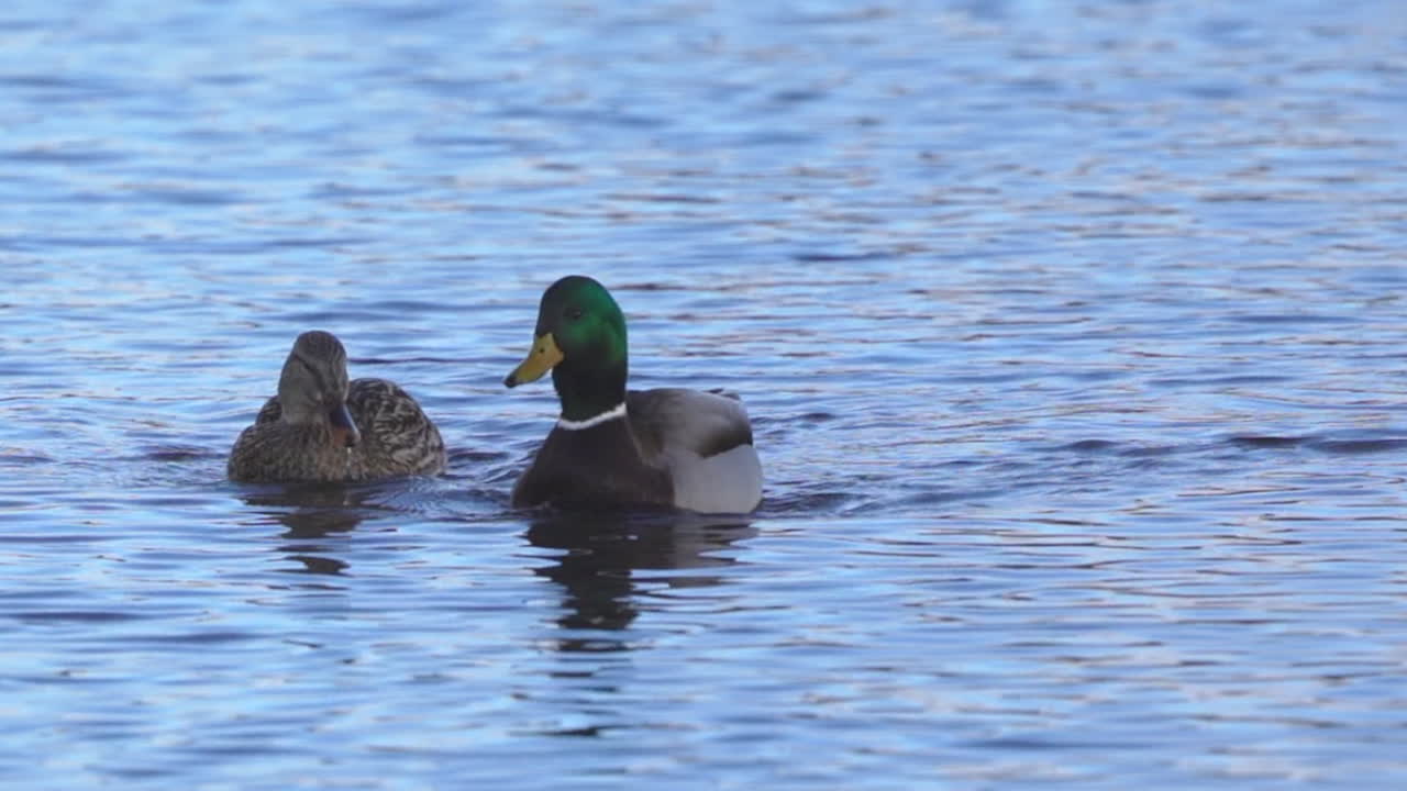 강에서 수영하는 한 쌍의 오리
