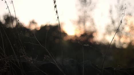 Grass-blows-in-autumn-wind-against-sunset-silhouette