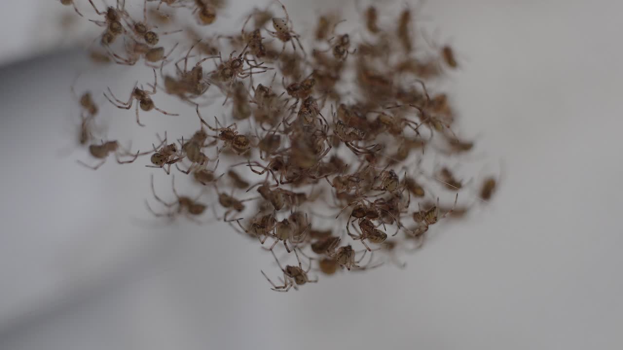 Dozens of brown widow spider (Latrodectus geometricus) spiderlings on a web