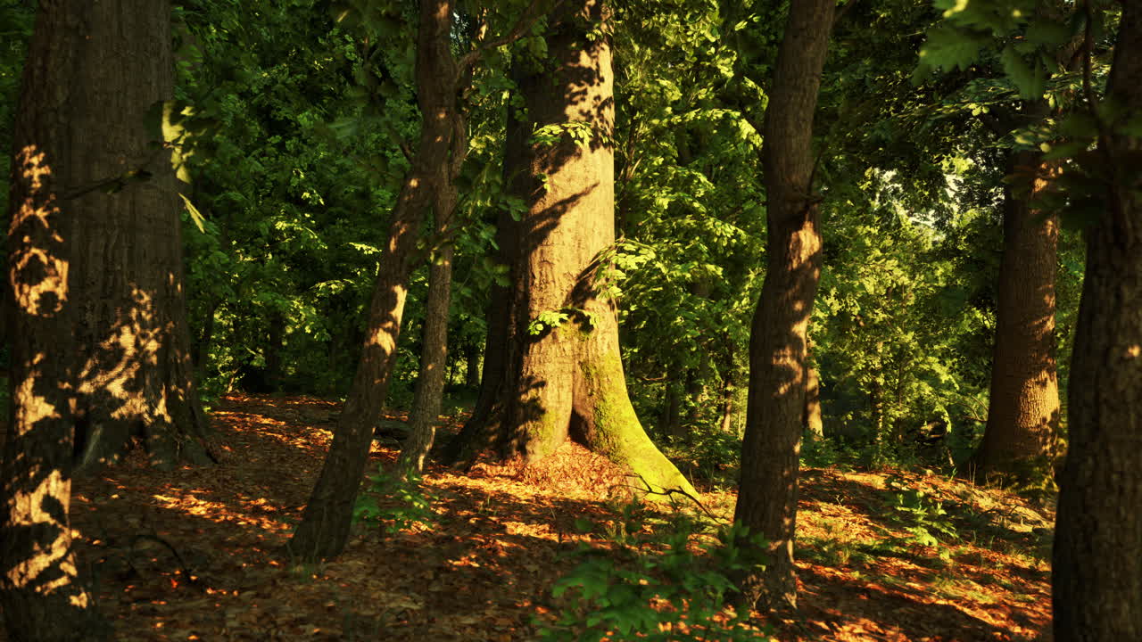 Sunlight filtering through a dense forest