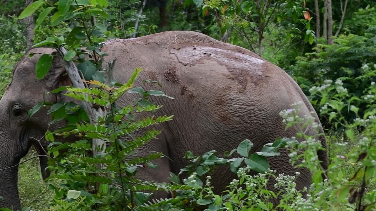 los elefantes asiáticos son especies en peligro de extinción y también son residentes de tailandia
