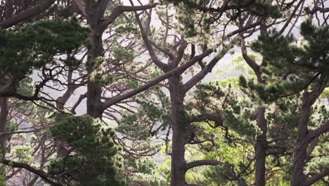 raindrops gently falling through a dense forest of towering pine trees