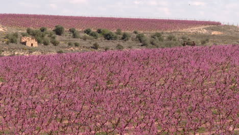 pink blossom orchard in springtime