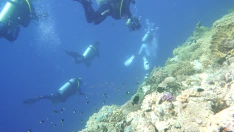 divers scanning a coral reef