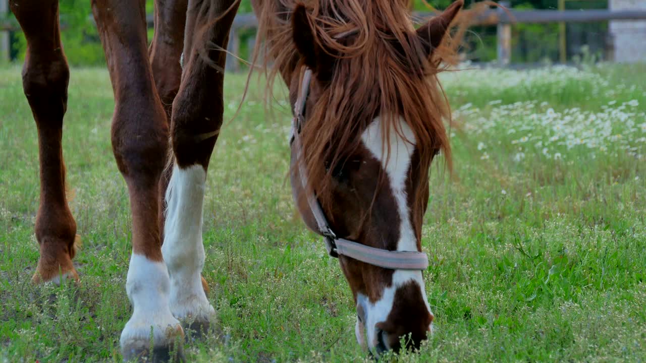 primer plano - caballo marrón pastando en el prado