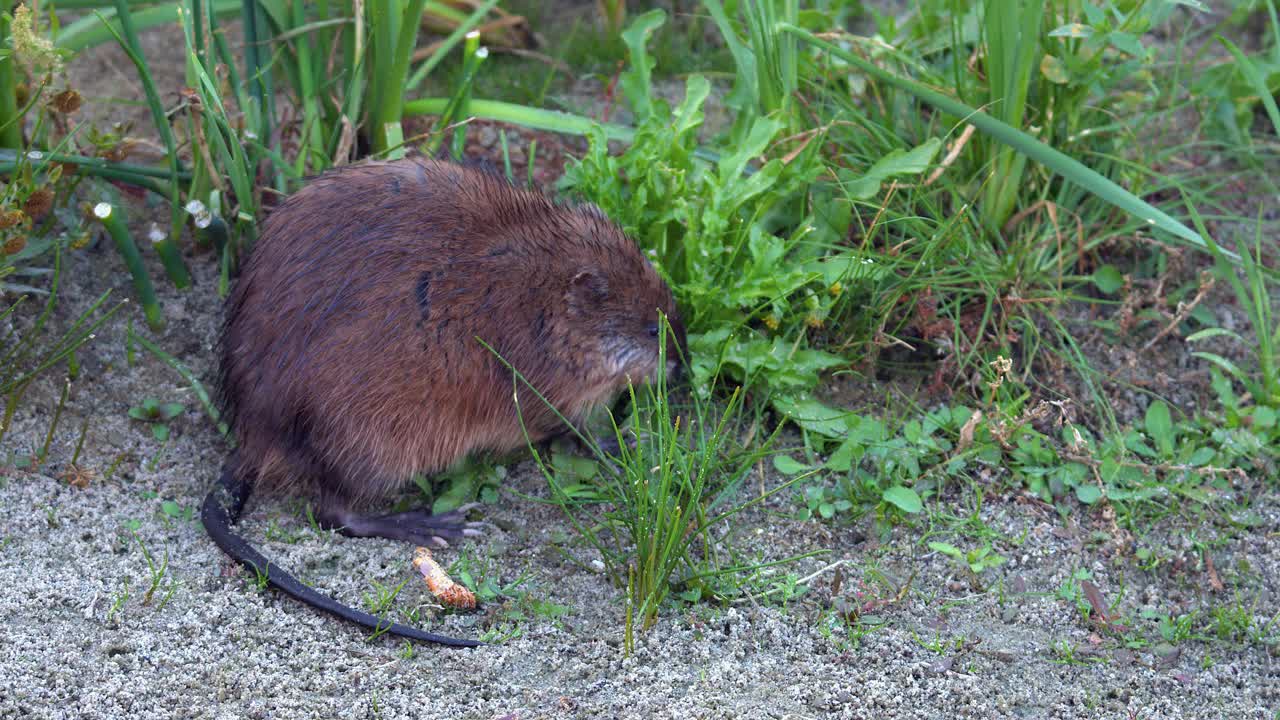 Side view of muskrat eating wetland plants on shore of northern lake