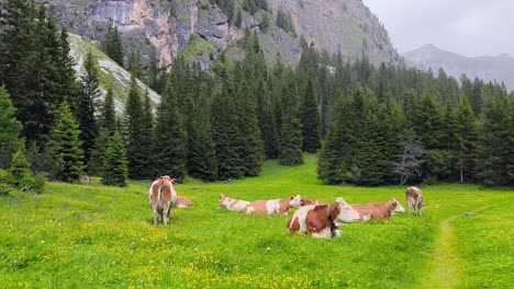 mountain pasture in vallunga, south tyrol alps with cows and mountain peaks in the background