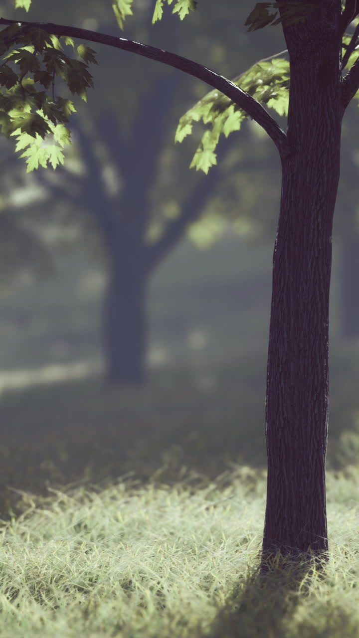 La luce mattutina si filtra attraverso gli alberi in un paesaggio forestale sereno