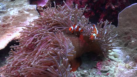 clownfish swimming in open anemone on tropical coral reef