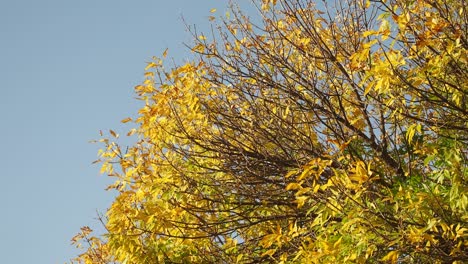 autumn leaves