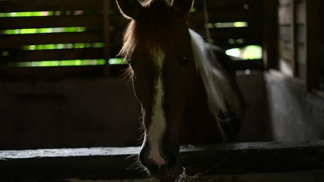 horse bench with coffee in wooden barn chewing grass