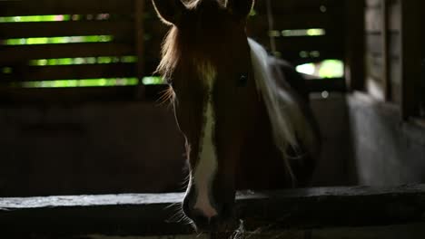 horse bench with coffee in wooden barn chewing grass