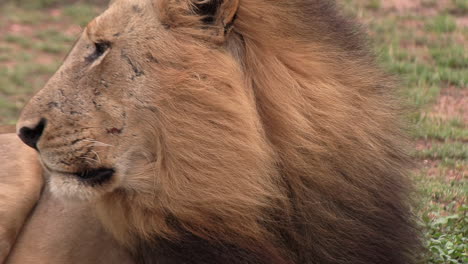 Close-Up-of-a-Majestic-Lion-Enjoying-Savannah-Breeze