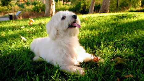 Perro-Blanco-Esponjoso,-Macho-Coton-De-Tulear-Sonriendo